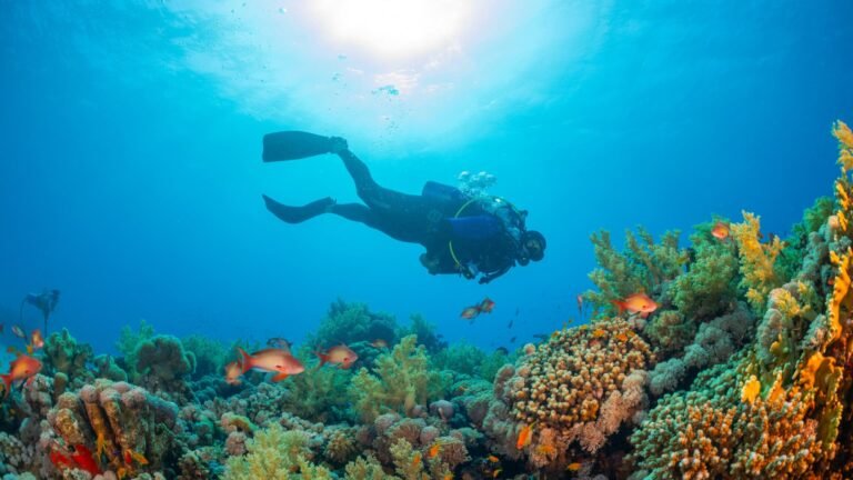 Buceo en el Mar Peruano: Equipo esencial para el frío y la seguridad