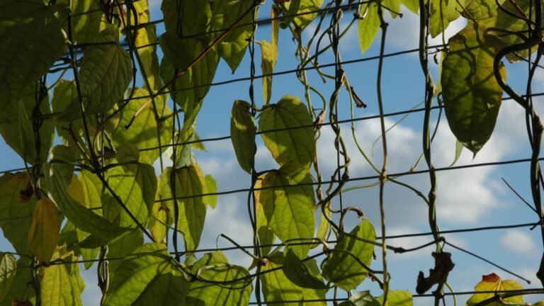 Aumenta tu cosecha de Maracuyá, Tomate y Granadilla