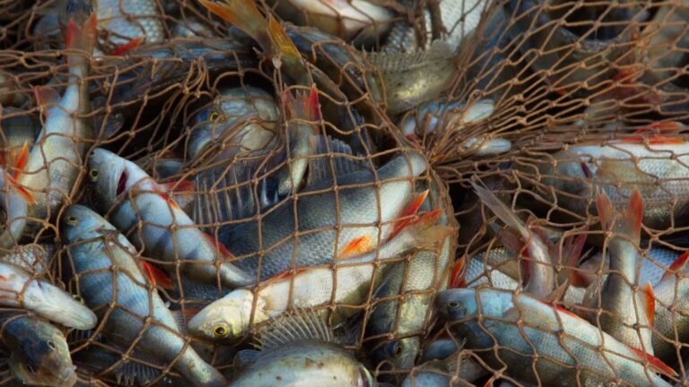 Mallas Raschel y Avícolas: Protege tus cultivos y crianza del sol y las plagas