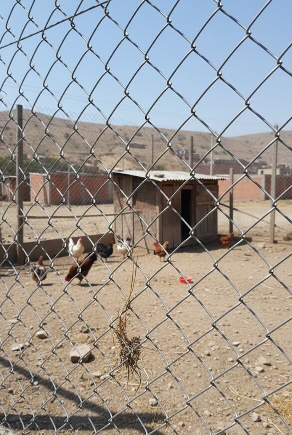 Malla Olímpica para cerco